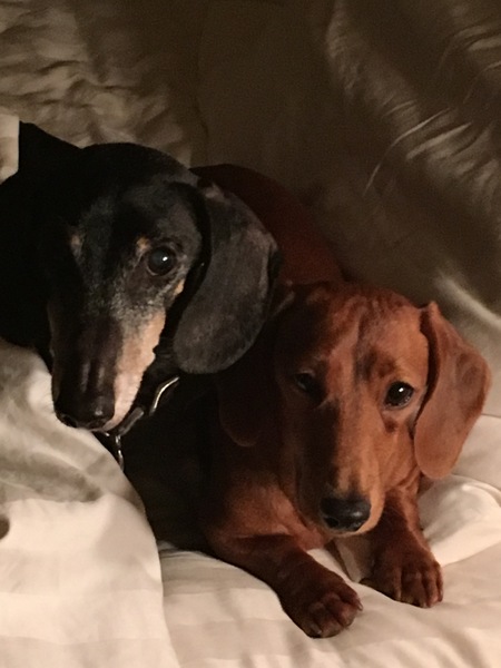 Entry image for Ozzy & Pretzel. Clicking this image will show a larger photo