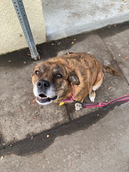 Entry image for Hazel. Clicking this image will show a larger photo