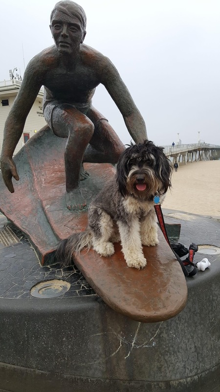 Entry image for Maisie. Clicking this image will show a larger photo