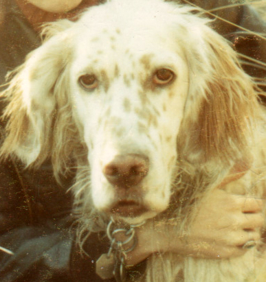 Entry image for Amber (in Memoriam). Clicking this image will show a larger photo