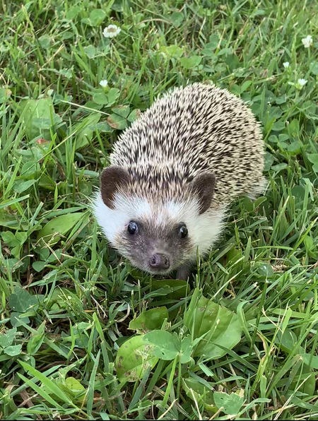 Lizzie