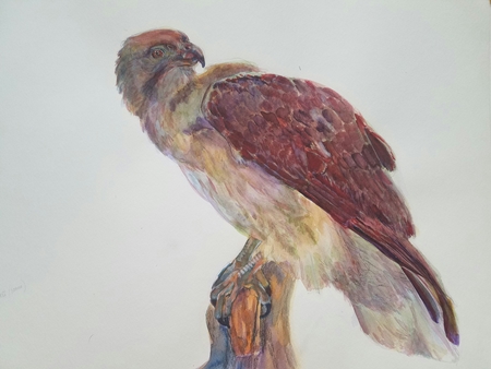 Bird of prey watercolor