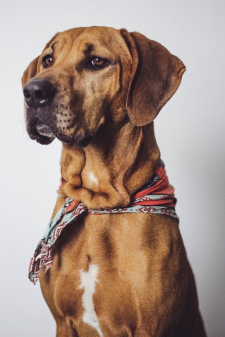 Duke