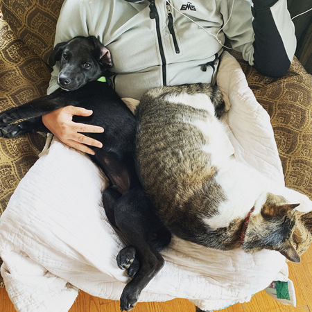 Fig and Wicket