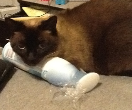 Babycat
