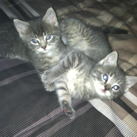 Mike & Marley-The Twins