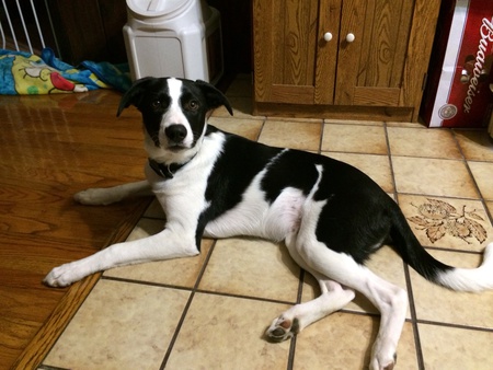 Roo