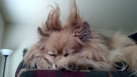 Taz