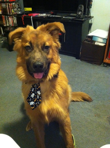 Cody