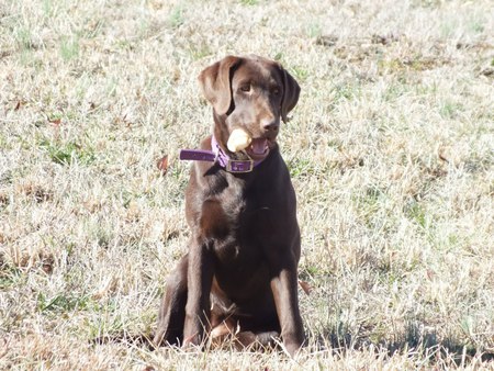 Baylee