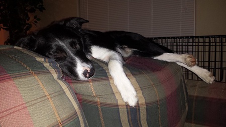 Loki