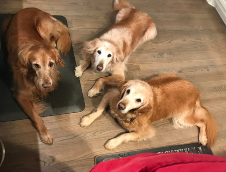 Bentley, Layla and Max