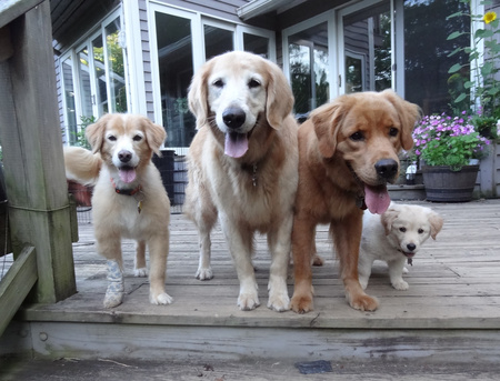 Katie, Sunshine 17 (adopted), Jake, Daisy 18 (foster)