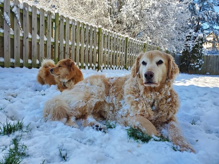 Ollie and Otis 