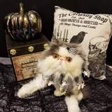 Entry image for Boogie