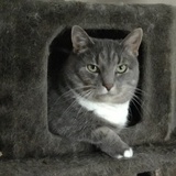 Entry image for Minnie the kitty