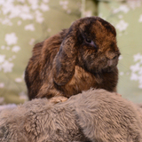 Entry image for Buckwheat 