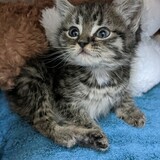 Entry image for Biscuit