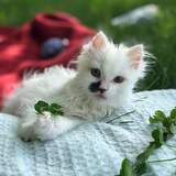 Entry image for Nilla Bean