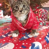 Entry image for Eren