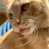 Entry image for Turtle