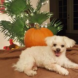 Entry image for Romie