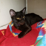 Entry image for Littleman 