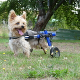 Entry image for Filou