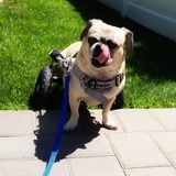 Entry image for Bella