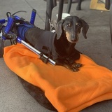 Entry image for Sparky