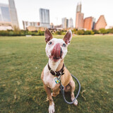 Entry image for Trooper 