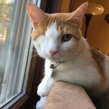 Entry image for Ollie 