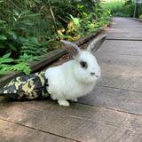 Entry image for Jack In The Bag