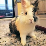 Entry image for Napolitain