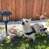 Entry image for Peewee