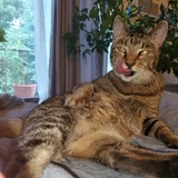 Entry image for Babycakes