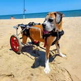 Entry image for Bailey