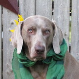 Entry image for ANNIE