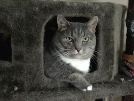 Entry image for Minnie the kitty. Clicking this image will show a larger photo