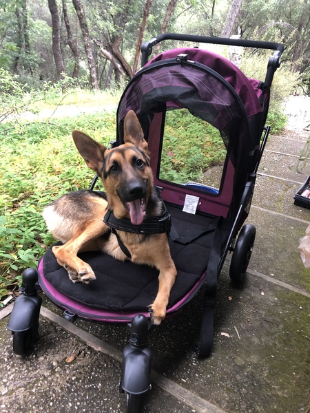 Entry image for Roo . Clicking this image will show a larger photo