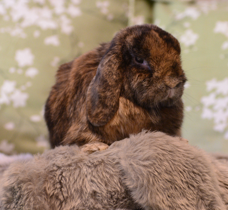 Entry image for Buckwheat . Clicking this image will show a larger photo