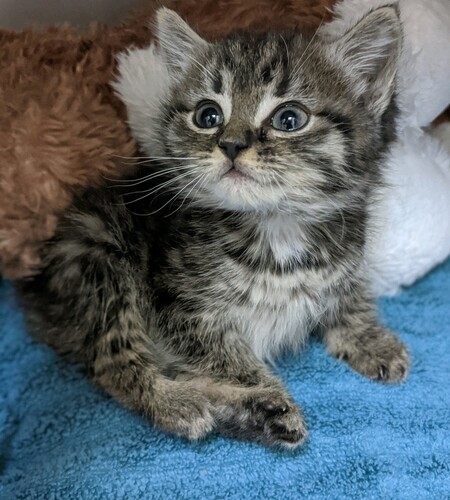 Entry image for Biscuit. Clicking this image will show a larger photo