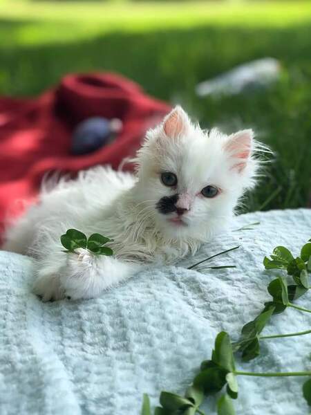 Entry image for Nilla Bean. Clicking this image will show a larger photo