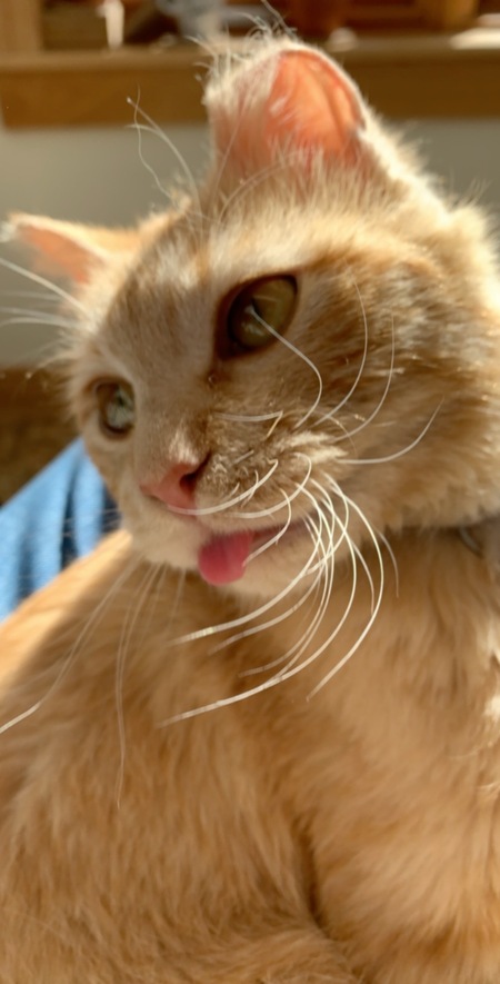 Entry image for Turtle. Clicking this image will show a larger photo