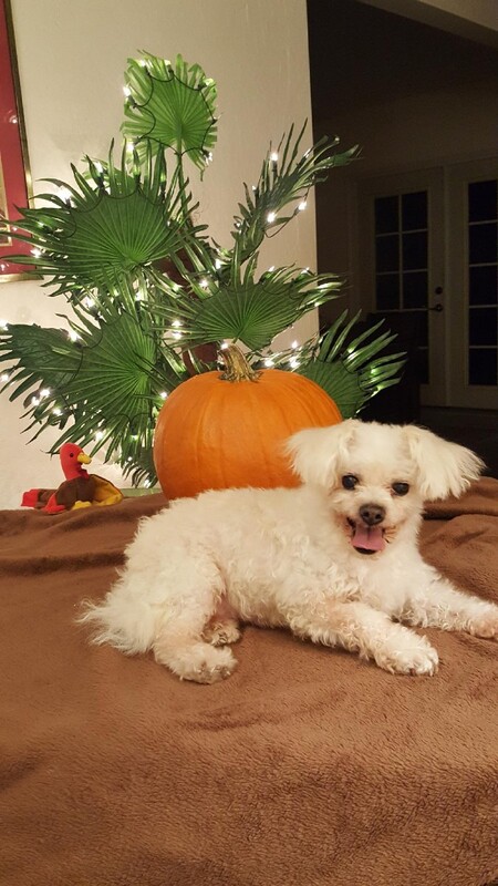 Entry image for Romie. Clicking this image will show a larger photo