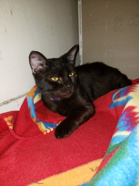 Entry image for Littleman . Clicking this image will show a larger photo