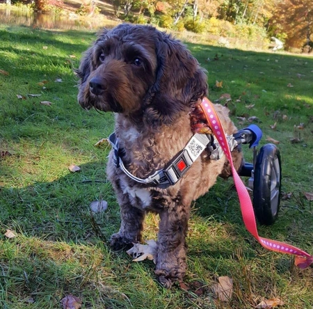 Entry image for Mishka. Clicking this image will show a larger photo