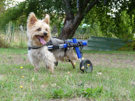 Entry image for Filou. Clicking this image will show a larger photo