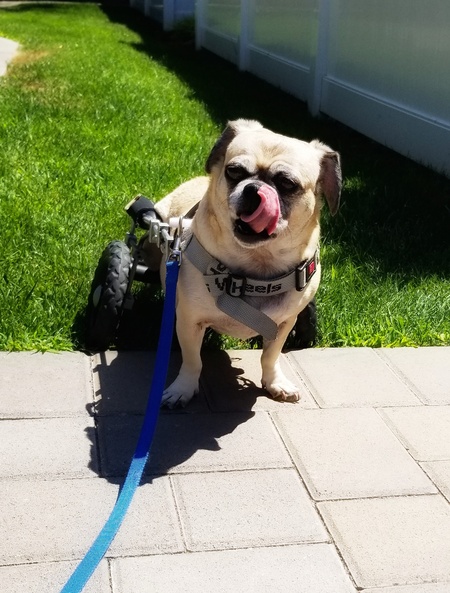 Entry image for Bella. Clicking this image will show a larger photo