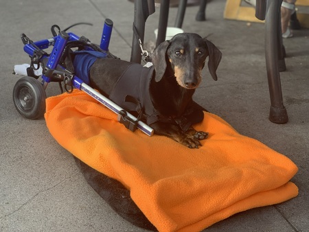 Entry image for Sparky. Clicking this image will show a larger photo